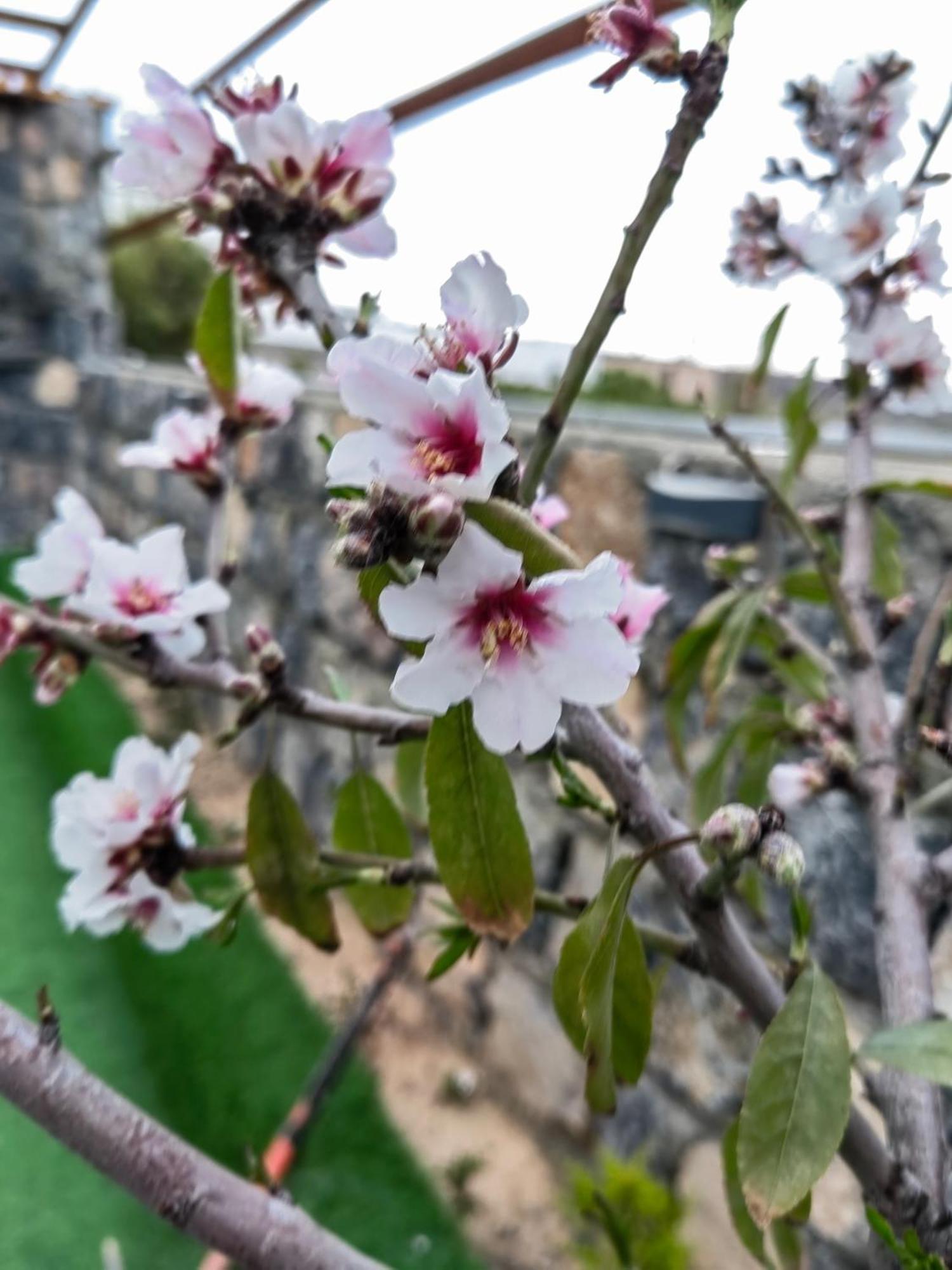 Al Romaan Villa Sayq Dış mekan fotoğraf